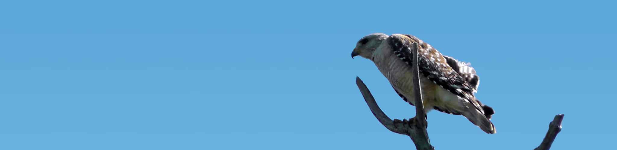 2013 05 Red Shouldered Hawk Photo By Frank Gomez