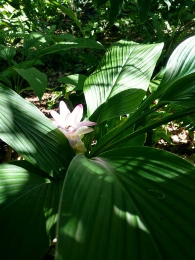 Flower in Gulf Gate